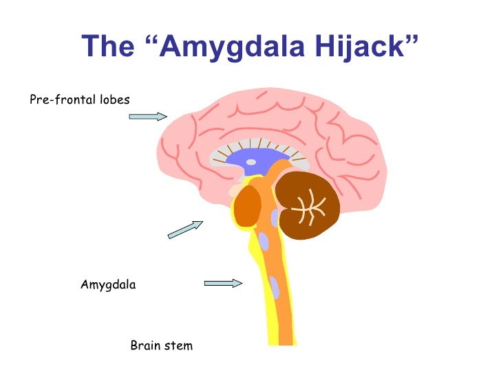 412 | Important Stuff, Amygdala Hijack, Becoming a Parasite